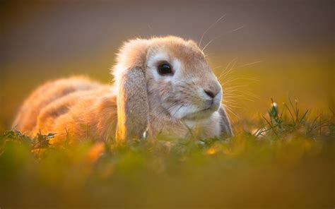 Cute Rabbits Wallpapers For Desktop