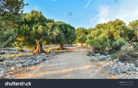 12,129 Jerusalem olive Images, Stock Photos & Vectors | Shutterstock