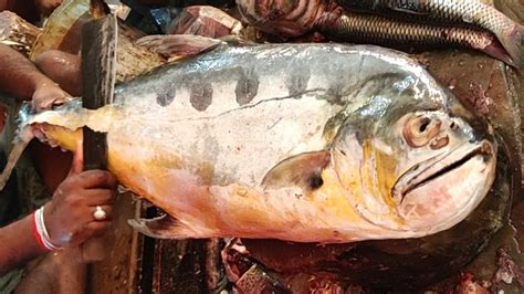 Amazing Live Giant Queen fish Cutting & Chopping in fish market ...