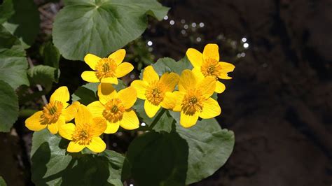 Photos: Spring wildflowers in Minnesota | MPR News