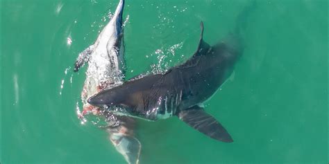 Drone captures great white sharks feeding on dead dolphin