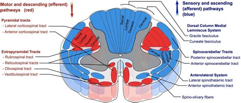 The Ascending Tracts of the Central Nervous System | Geeky Medics