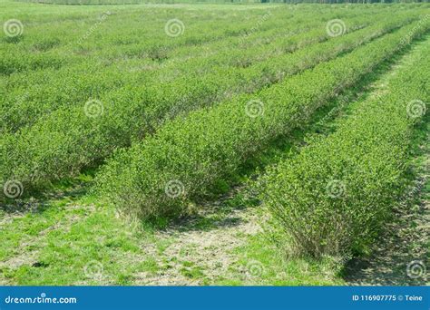 Aronia chokeberries stock image. Image of feed, farming - 116907775