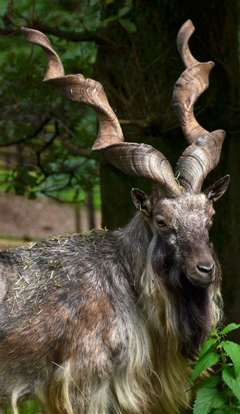 Top 5 Endangered Species In Pakistan | Cute Animals