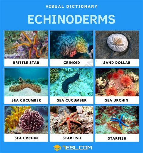 List of Echinoderms with Pictures • 7ESL | Echinoderm, Animals name in ...