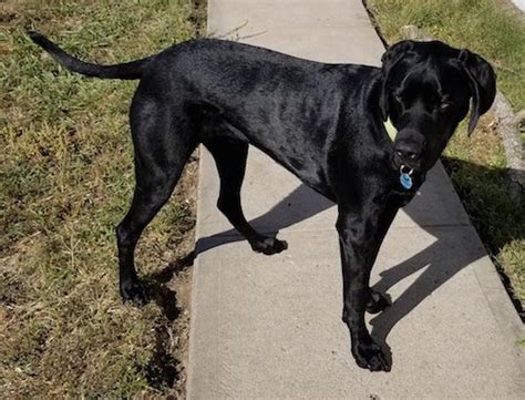 New hunting buddy! She's half lab half German shorthaired pointer r/Hunting