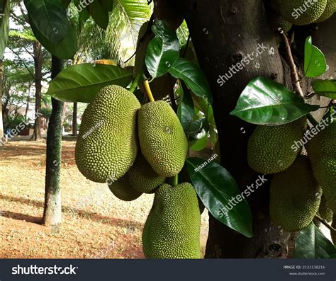 Jackfruit Pohon Nangka Name Kind Tree Stock Photo 2123138216 | Shutterstock