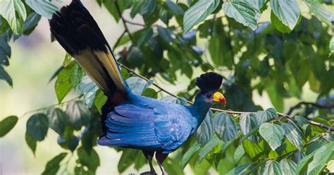 Top 10 Birding Destinations in Uganda | Uganda Birding Safaris