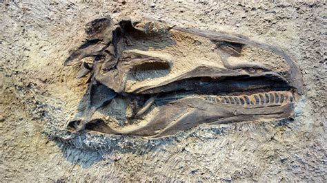 Are Dinosaur Fossils Minerals Like Any Other? A Federal Court Says Yes ...