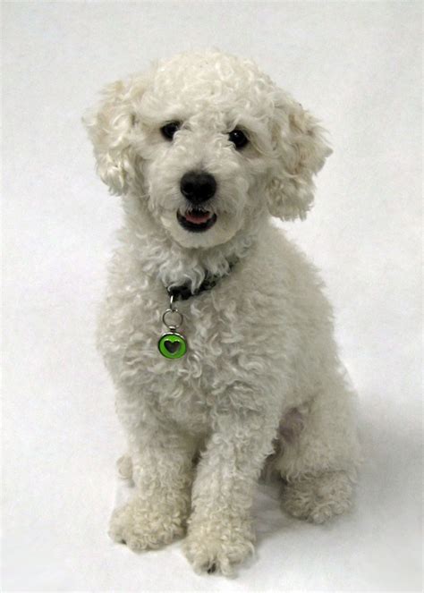 Looks like my dog Rylee!,,,! Bichon -poodle mix (Poochon).... This must ...