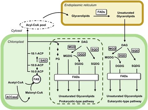 Frontiers | Chloroplast Lipids Metabolism and Function. A Redox Perspective