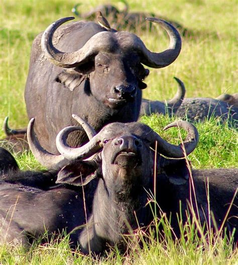 Wildlife Spotlight: The Cape Buffalo - Micato Safaris