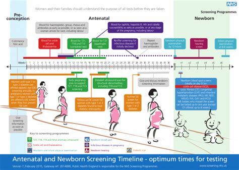 Early Pregnancy Timeline