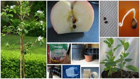 How To Start Growing An Apple Tree From Seed / How To Grow Apple Tree ...