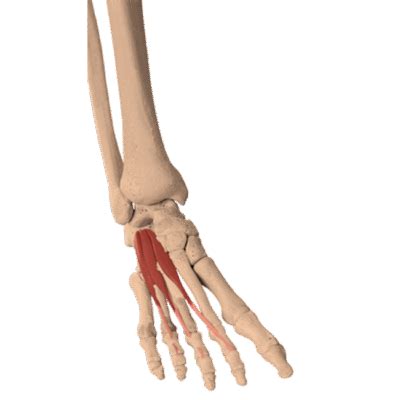 Extensor Digitorum Brevis Anatomy: Origin, Insertion, Action - The Wellness Digest