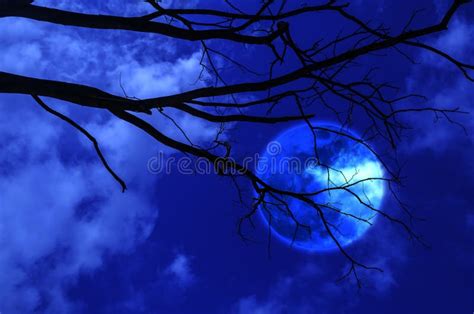 Silhouette tree moon stock photo. Image of blur, heaven - 90536790