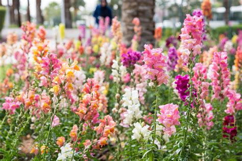 Antirrhinum Images – Browse 8,141 Stock Photos, Vectors, and Video | Adobe Stock