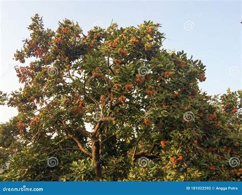 Rambutan Tree stock photo. Image of rambutan, leaves - 181022592