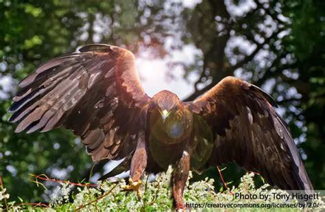 Golden Eagle - Description, Habitat, Image, Diet, and Interesting Facts