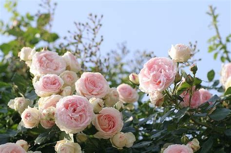 Pink garden roses, garden, nature, roses, pink, HD wallpaper | Peakpx