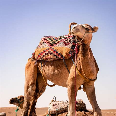 1,500+ Camel Riding Morocco Stock Photos, Pictures & Royalty-Free Images - iStock