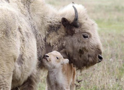 8th White Bison born to Herd at Sioux Valley Dakota Nation - Buffalo Tales and Trails