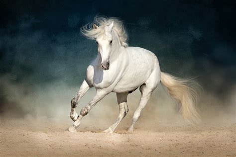 🔥 Download White Andalusian Horse High Quality Wall Murals With by ...