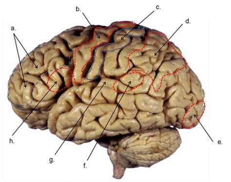 Brain Map 1 Quiz