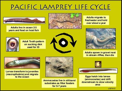 Lamprey Fish Baby