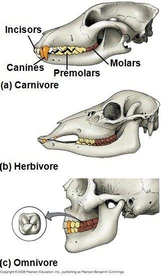 carnivore teeth - Google Search | Carnivore teeth, Omnivore, Carnivores herbivores omnivores