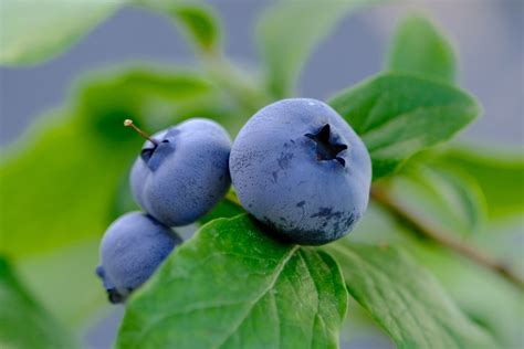 Step-By-Step Tips For Growing, Harvesting, Storing, and Using Blueberries [Guide]