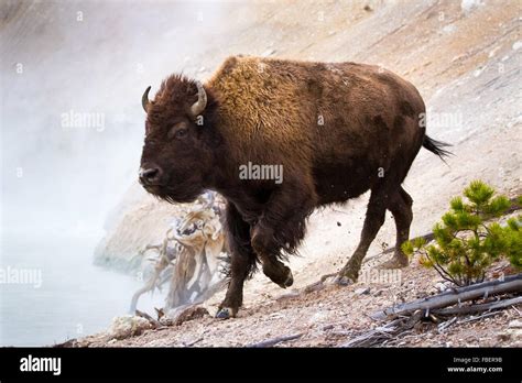 A bison runs down a ridge near a Mud Pot at Mud Volcano in Yellowstone ...