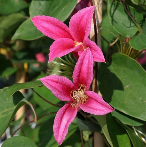 Scarlet Leather Flower, Scarlet Clematis 'Princess Diana' (Clematis ...