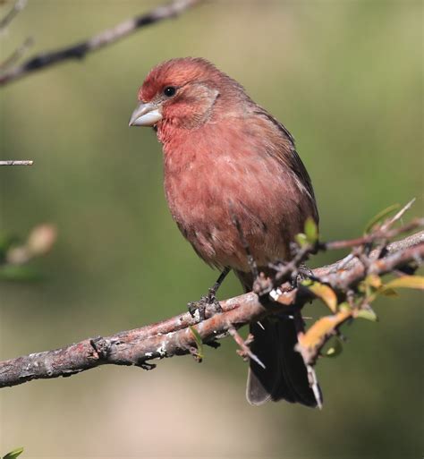 eBird Checklist - 25 Oct 2019 - Da Casa - 19 species