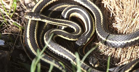 Don’t be afraid of the harmless garter snake