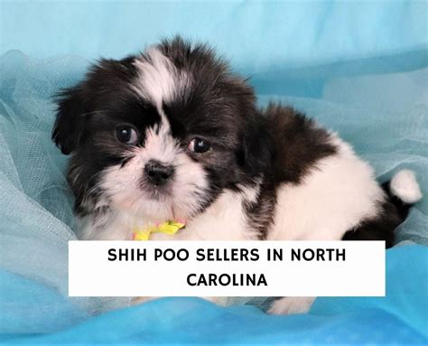 8 Best Shih Poo Breeders in North Carolina! (2023) - We Love Doodles