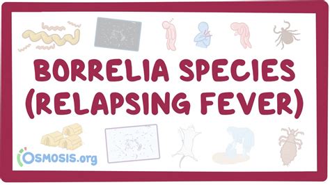 Borrelia species (Relapsing fever): Video, Causes, & Meaning | Osmosis