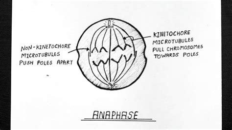 Mitosis Anaphase Diagram