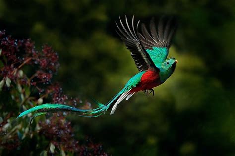 Costa Rica's Most Beautiful Birds - WorldAtlas