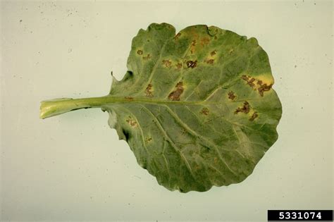 downy mildew (Peronospora parasitica)