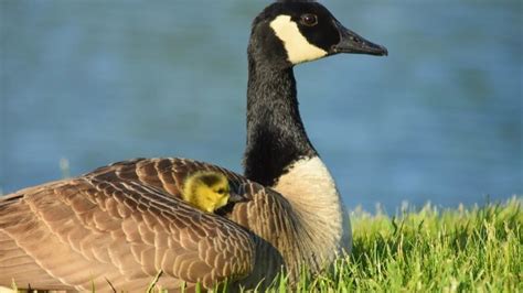 Petition · Stop CP Group from Unnecessarily Destroying Canadian Geese ...