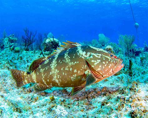 Nassau Grouper Spawning. Nassau Grouper Threats | ROLLING HARBOUR ABACO