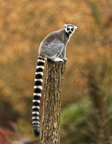 #animal #lemur #lizard #ring #tailed #gray ring tailed gray leemur | Animals, Animals images, Lemur