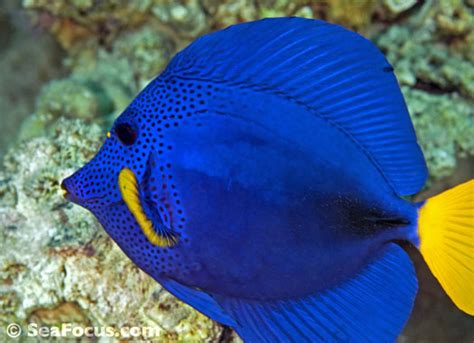 Surgeonfish – image gallery | marine species information | diving photos | underwater videos