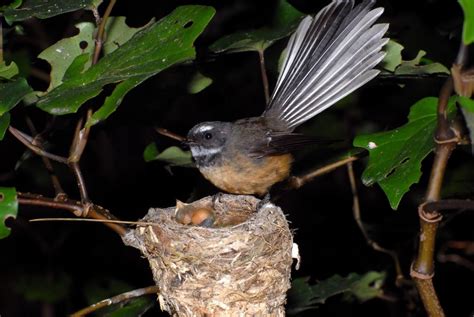 New Zealand Fantail at nest with chicks. Her tail is fanned out most of the way but does fan out ...