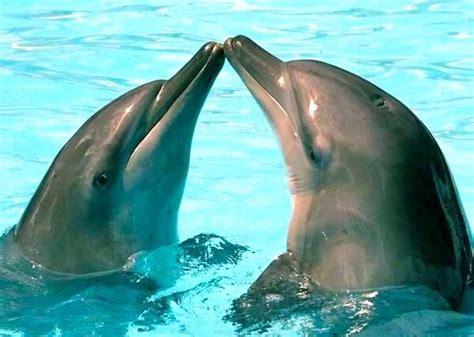 dolphin kiss | Cute funny animals, Animals, Animals beautiful