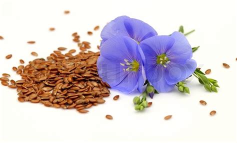 Seeds and flowers of flax | Stock image | Colourbox