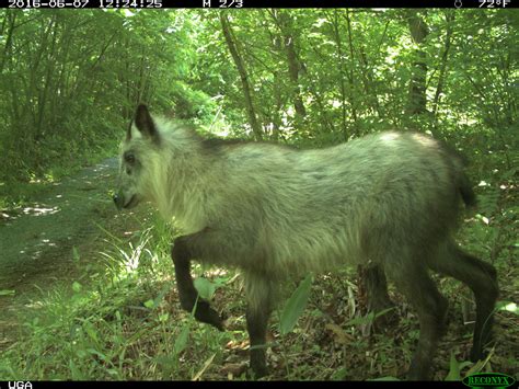 Wildlife reclaims habitat in Fukushima’s nuclear exclusion zone 10 years after disaster