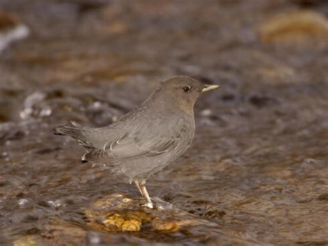 Birds of Bristol Bay | Stories | WWF