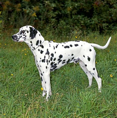 Dalmatian Dog Info, Temperament, Puppies, Pictures